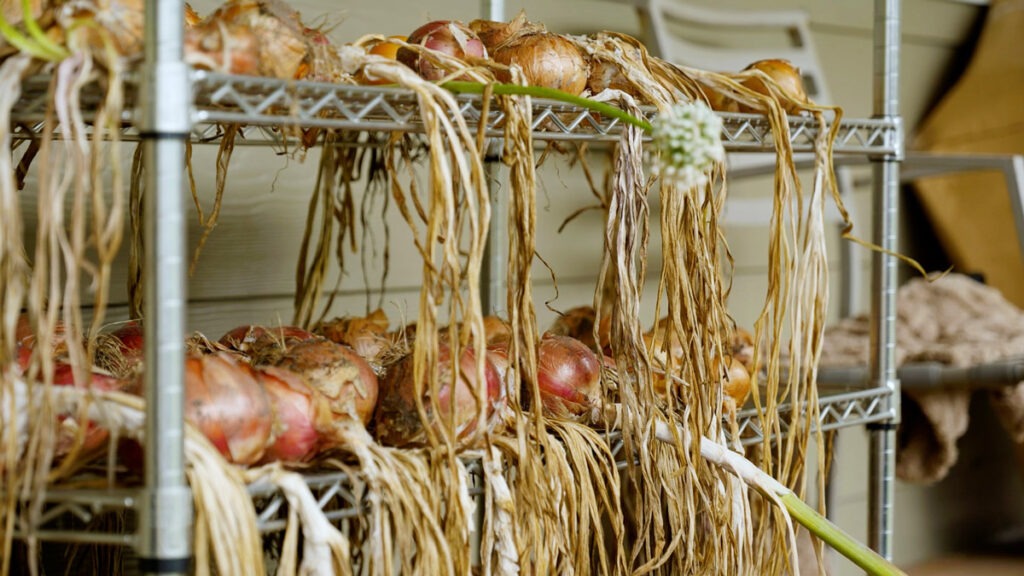 Onions_Curing_MKN-1024x576