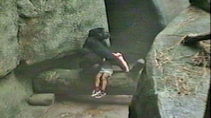 in-1996-at-brookfield-zoo-illinois-a-3-year-old-boy-fell-v0-JhlHf_H3MKVJTcfKY_jtzwFUMKk9pbyQj6OmX-Ac7Wo