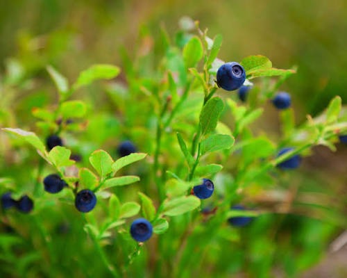 images (40)
