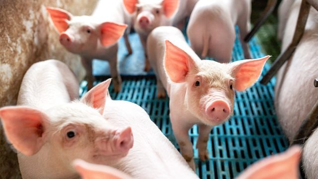 pig-banner-GettyImages-1141440356-640x360-c